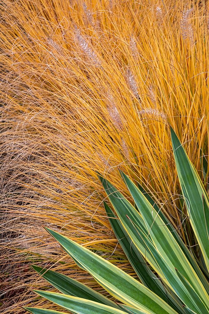 Washington State-Lemolo Close-up of garden plants in autumn